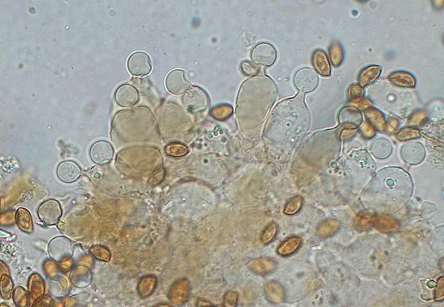 Conocybe horakii      Watling & G.M. Taylor